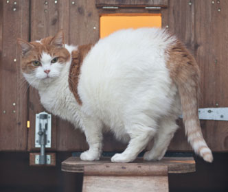 Cat enjoying the outdoor area