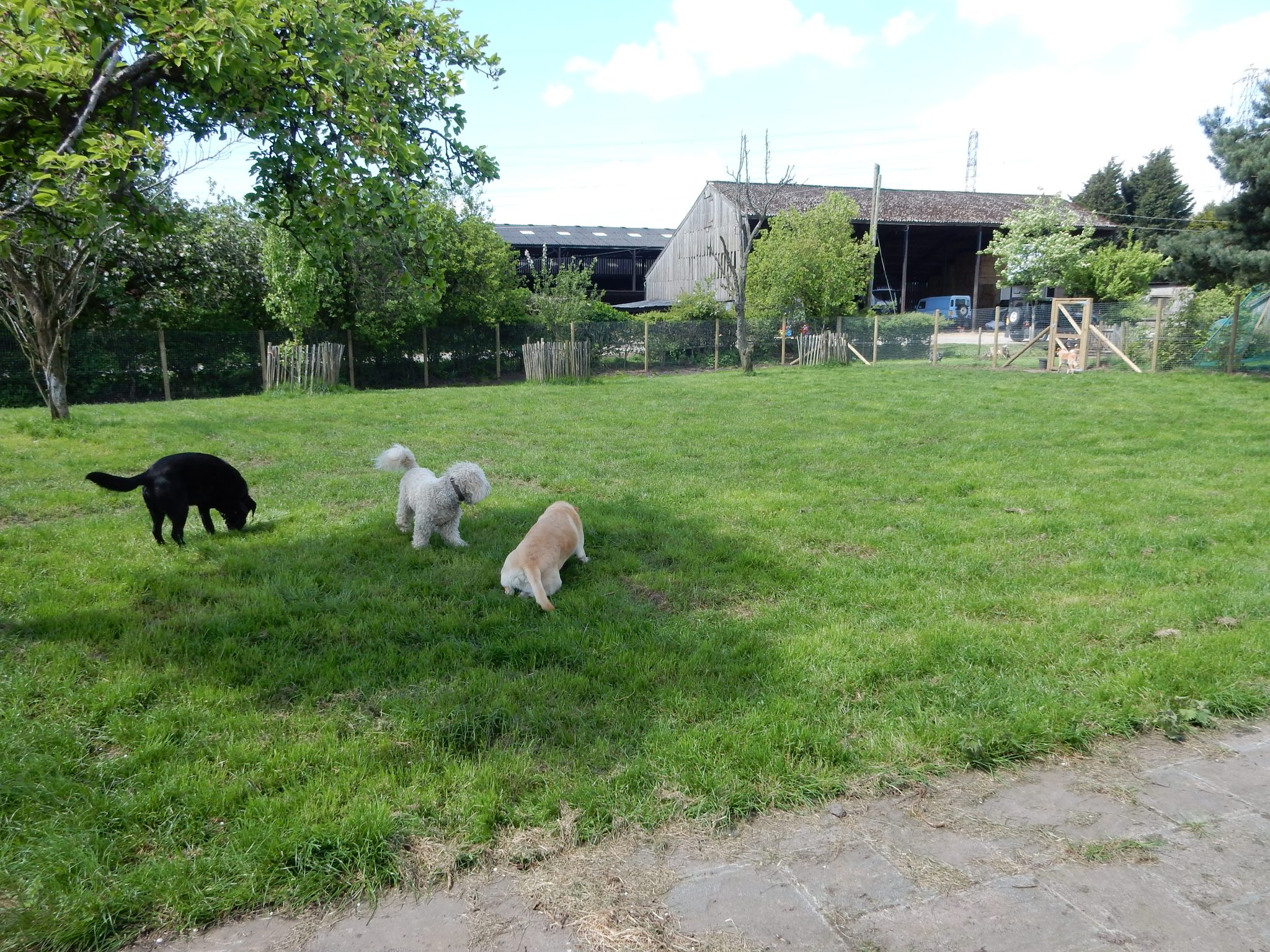 Dogs playing in the grounds