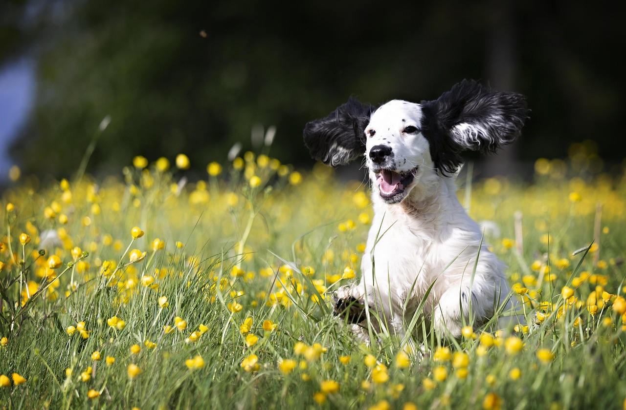 Happy dogs in the Cheshire countryside