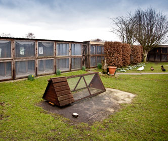 Our outdoor facilities and runs